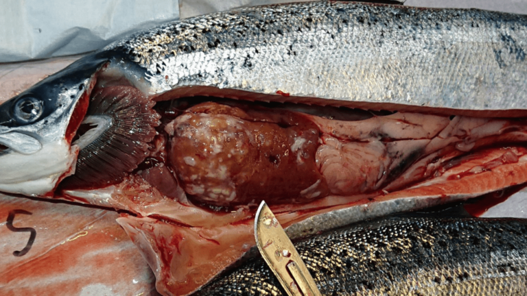 Spironucleus salmonicida: Inside the ‘salmon killer’ parasite