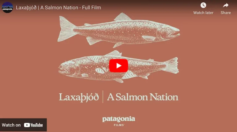 Watch here: Patagonia’s new film on Iceland’s salmon industry