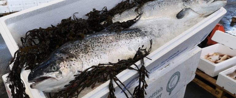 Scottish farming shaped by trade-offs between biology and regulation says analysis