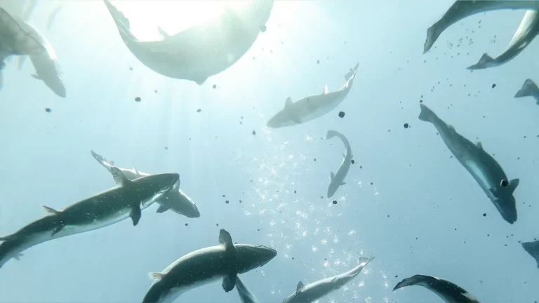 New feed additive aims to help sooth stressed-out salmon