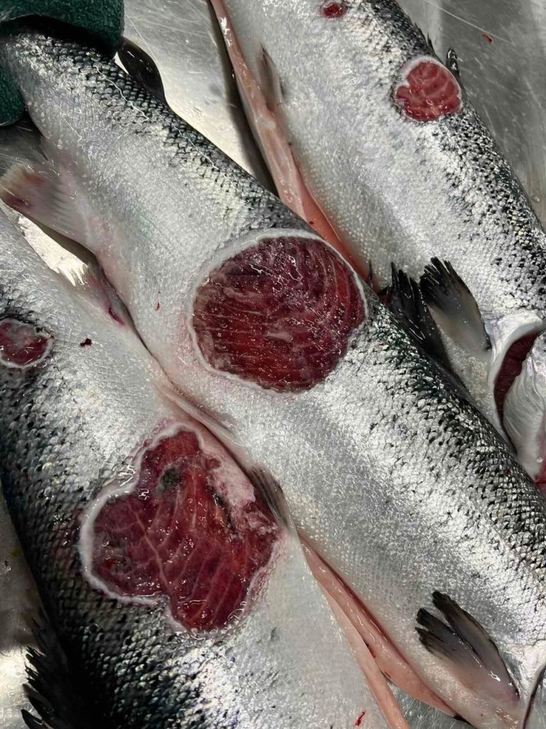 Food Safety Authority announces crackdown on illegal export of ‘production fish’