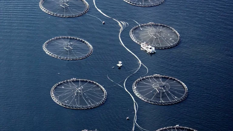 Permission finally granted for $183 million open ocean farm