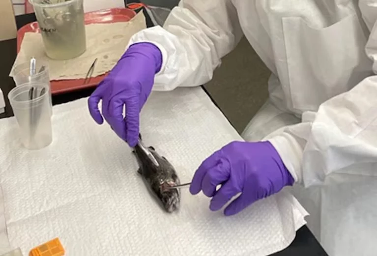 Oregon officials cull more than 160,000 rainbow trout following pathogen appearance