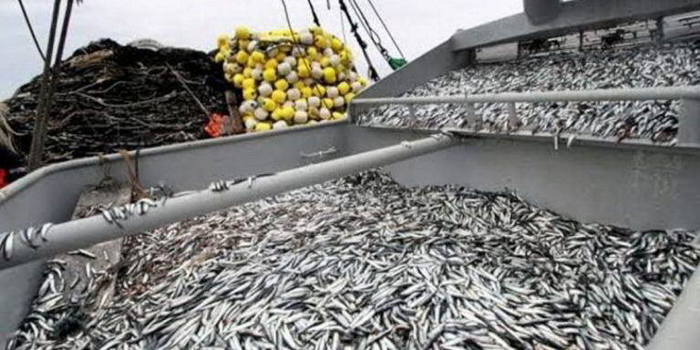 Peru sets 3 million tonne anchovy quota for first 2025 fishing season