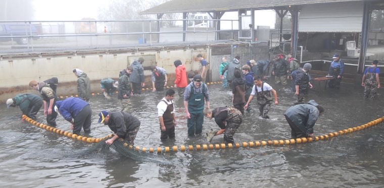 One million fry lost after mechanical failure at hatchery