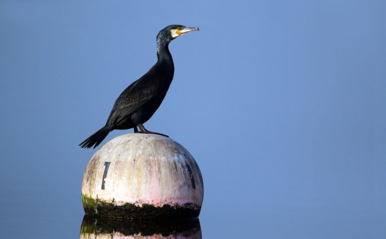 Controversy as dozens of cormorants shot by salmon farm operator