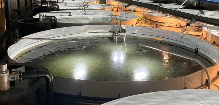 Smolt shake-up: Kvaroy sells 50% stake