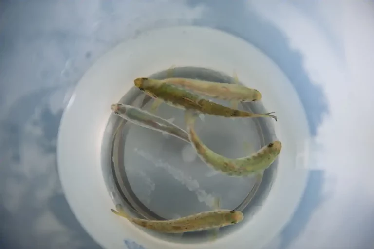 Salmon farming industry demands retraction of biased statements by fisheries researchers