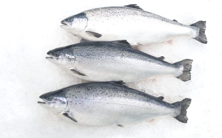 Land-based salmon farmer achieves 95 percent superior share with first harvest