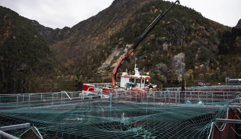 Closed farms: The noisiest environment for salmon reveals study