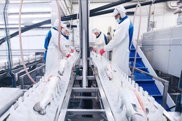 Salmon prices rebound after steep decline