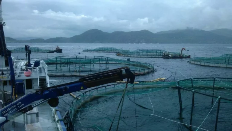 Setback for Mowi as judge rules on €9 million salmon farm