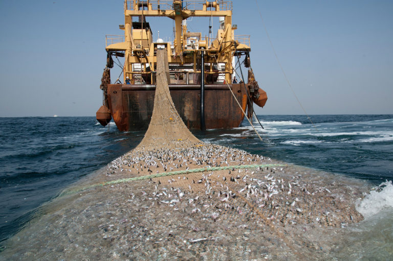 ‘The fishmeal industry is a serious threat to food security and the future of fisheries in West Africa’