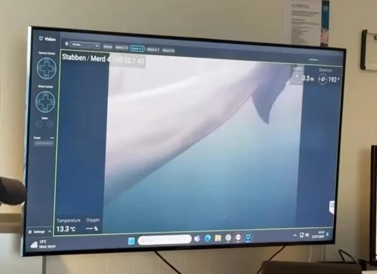Watch: How a live whale was discovered inside a salmon net pen