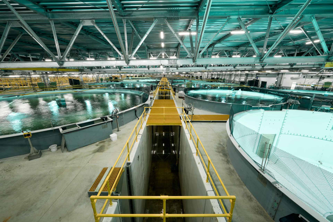Biomass doubles for Proximar with daily harvesting to begin late October