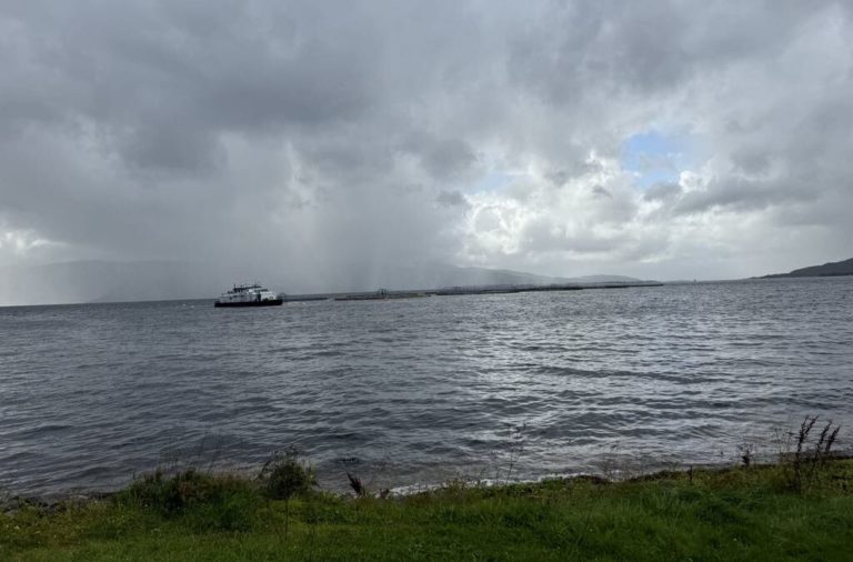 Prices under pressure: High supply of small fish drives decline into September