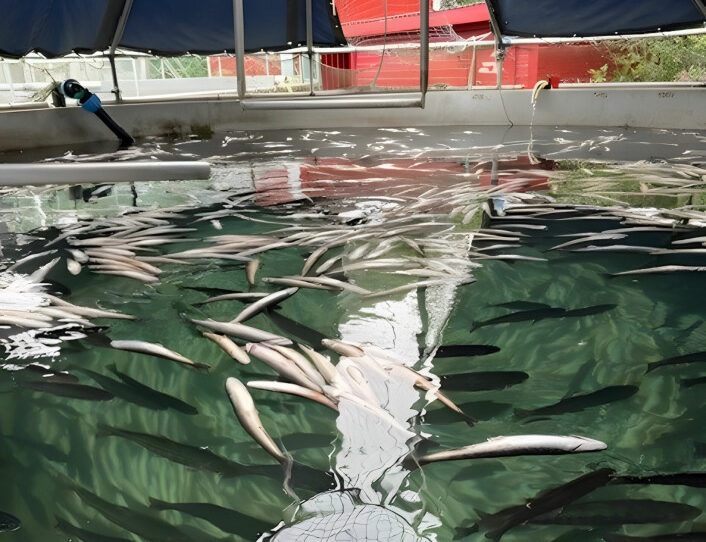 Explosion kills 200,000 juvenile fish after oxygen supply malfunctions