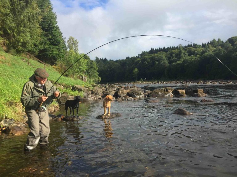 Wet weather leads to Scotland’s best wild salmon run in years