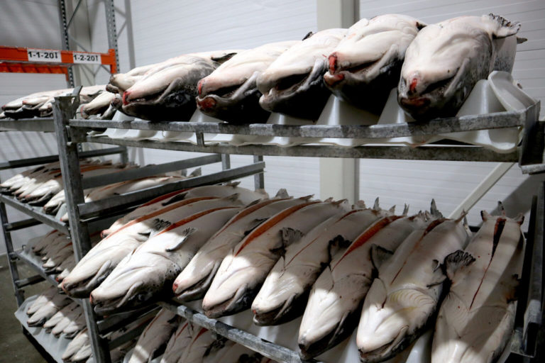 Prices continue to slide as exporters avoid freezing fish