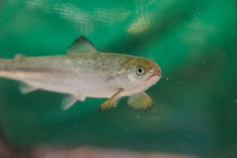 New research reveals how salmon respond to hydrogen sulphide in land-based farms