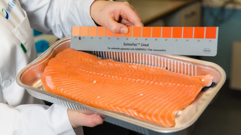 New research: How mechanical delousing is changing the colour of farmed salmon