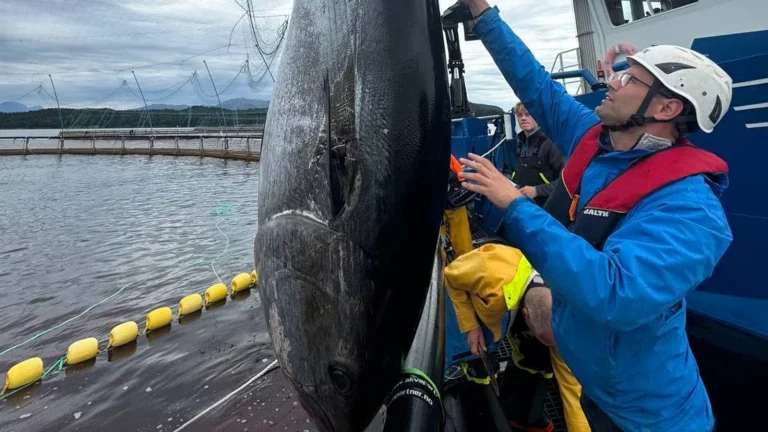 Video: ‘Looks like we’re having tuna at the Christmas party this year’