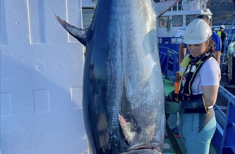 Dead bluefin tuna discovered in cage at Solund facility