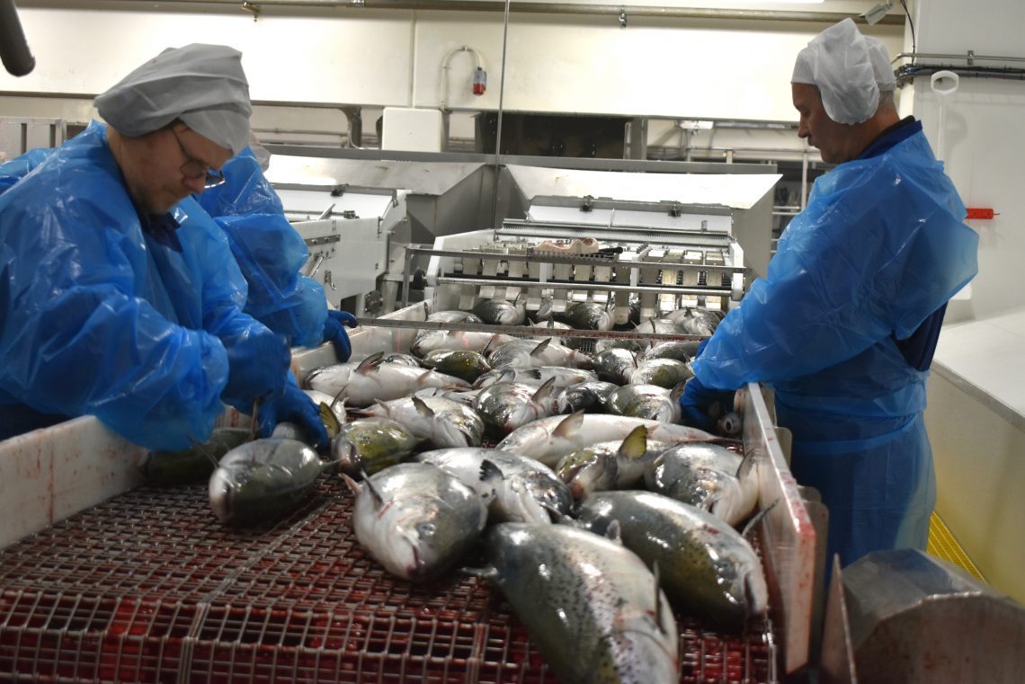 Price pressure in a market overflowing with salmon | SalmonBusiness