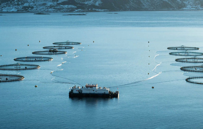 Mowi site hit by sudden oxygen crash, 21,000 salmon lost