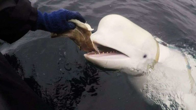 Autopsy finally reveals cause of spy whale’s death