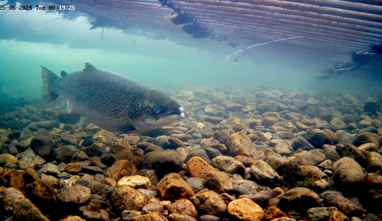 Norwegian Environment Agency to further restrict salmon fishing in 2025
