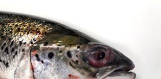 Freshwater eliminates pasteurella bacteria says study