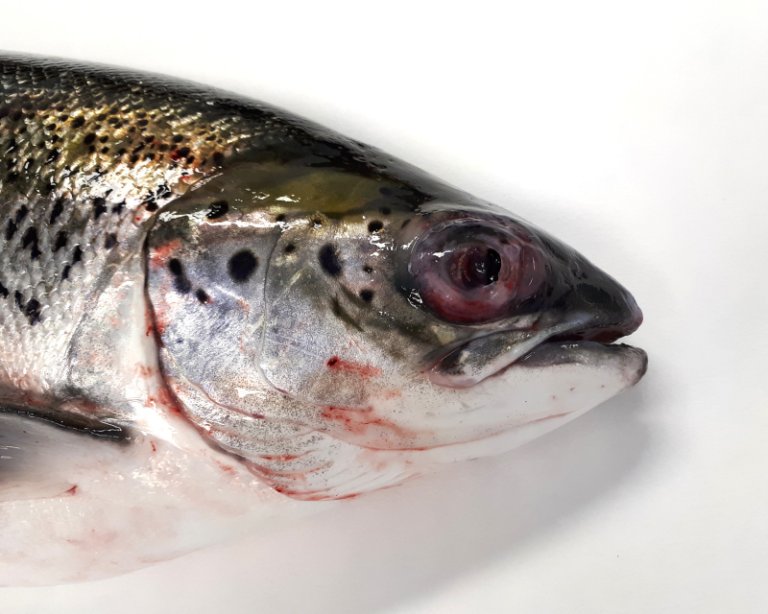 Freshwater eliminates pasteurella bacteria says study