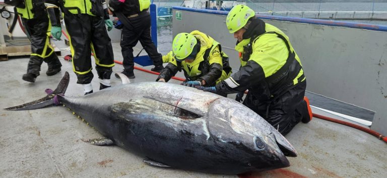 Rogue 348kg bluefin finally caught after four-day battle in salmon pen