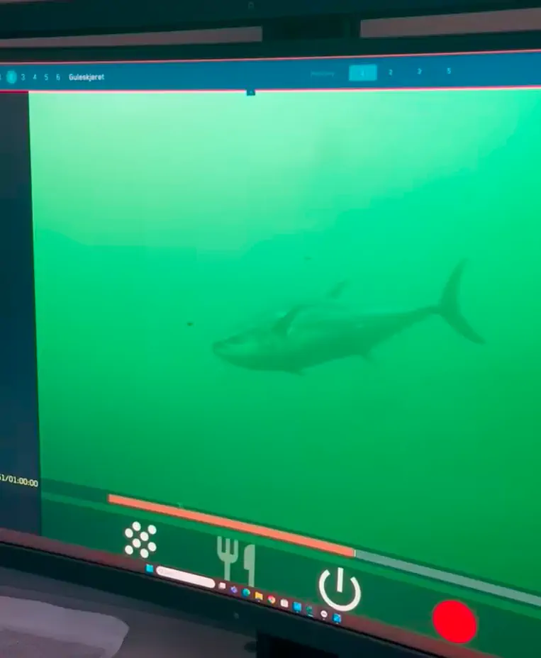 Unexpected visitor: A bluefin tuna takes a wrong turn