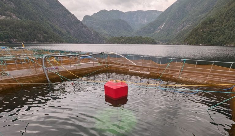 Can submersible fish cages really solve the sea lice problem?