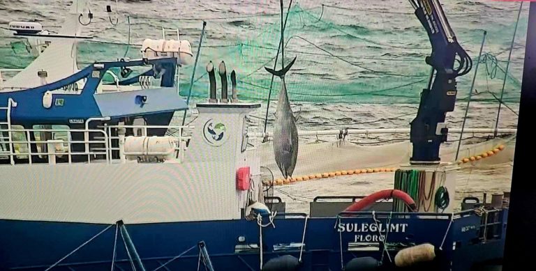 Lightning strikes twice: Sulefisk battles second giant tuna infiltration at same site