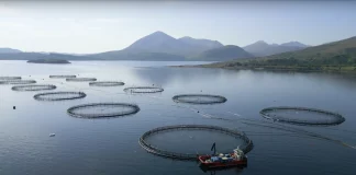 Salmon dominates UK chilled seafood with a 48% share