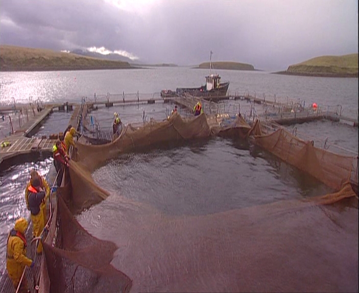How 8,000 fish slipped out of a Conamara farm and into the wild