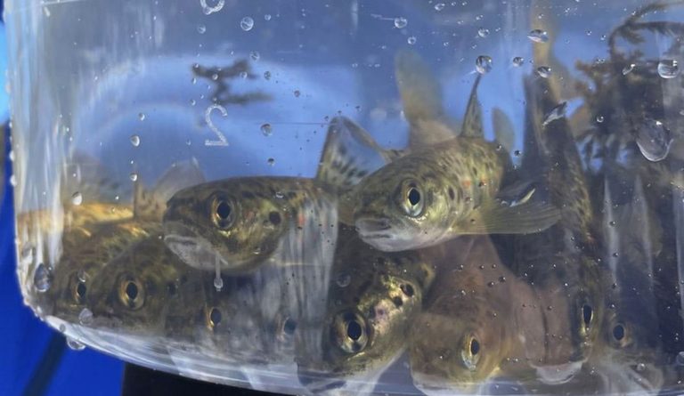 Researchers fitted acoustic trackers to wild young salmon – here’s what they found out