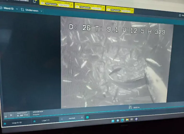 Grieg Seafood battles jellyfish surge: company forced to cull entire pens