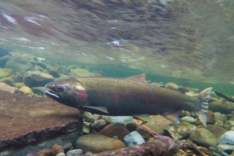 New research reveals how road salt could be devastating wild salmon populations