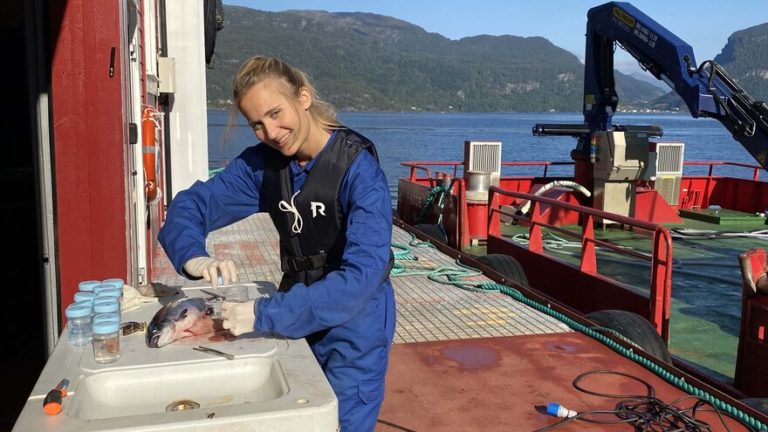 Eide Fjordbruk tested flies, sunflower, and chicken meal in salmon feed—here’s what happened