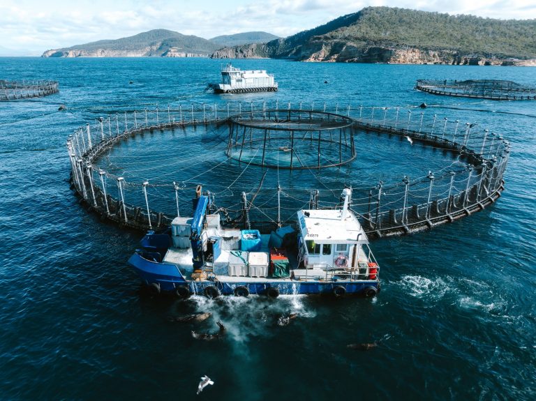Tasmanian salmon farms report increased fish deaths amid disease outbreak