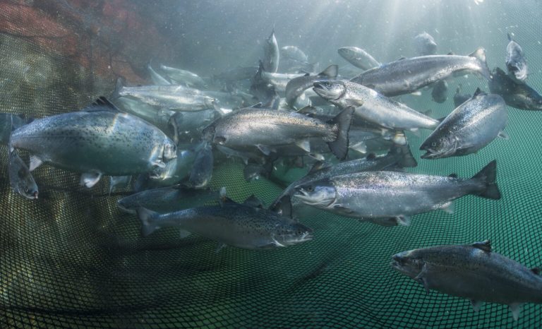 Early weight gains in Norwegian salmon point to strong Q3 harvest
