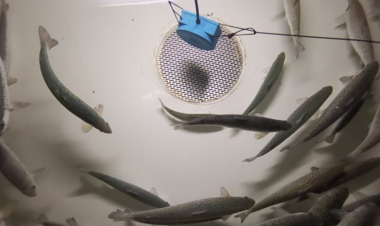 Farmed salmon live in a noisy world—and it’s affecting their health