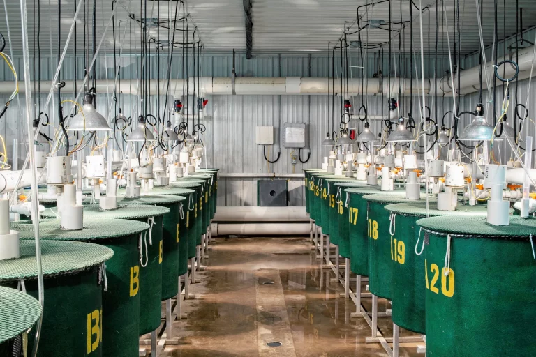 Cooke expands hatchery operations with AquaBounty acquisition