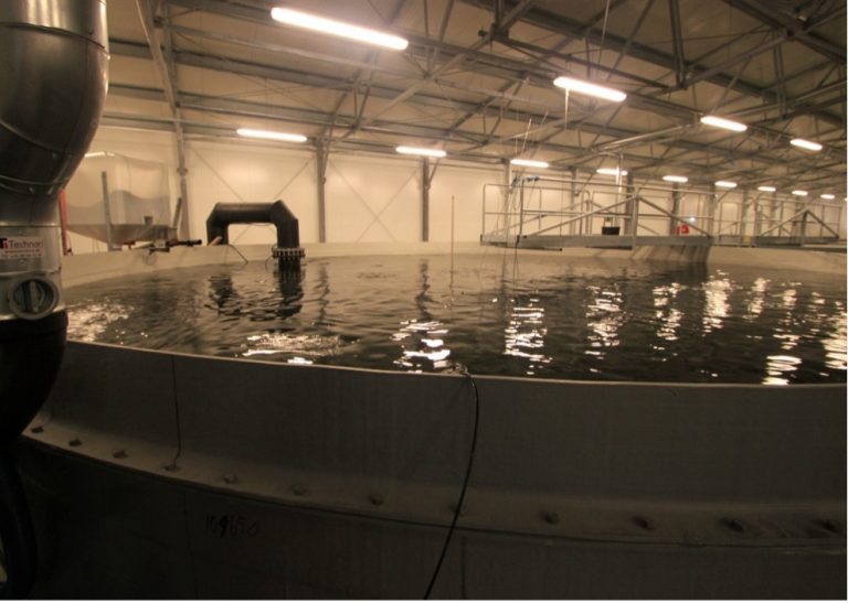 Why do some land-based salmon RAS succeed while others fail?