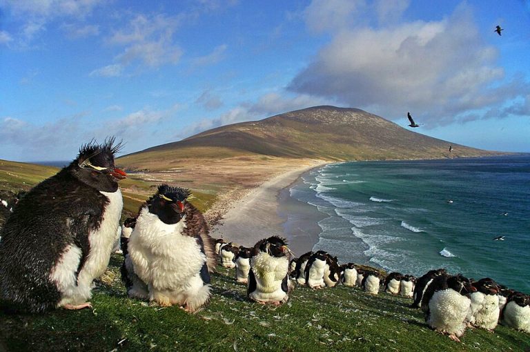 Plans for 50,000 ton salmon venture under review in the Falklands