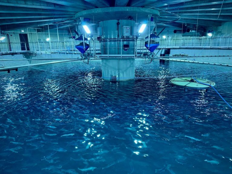 First salmon enter grow-out system at Icelandic land-based facility